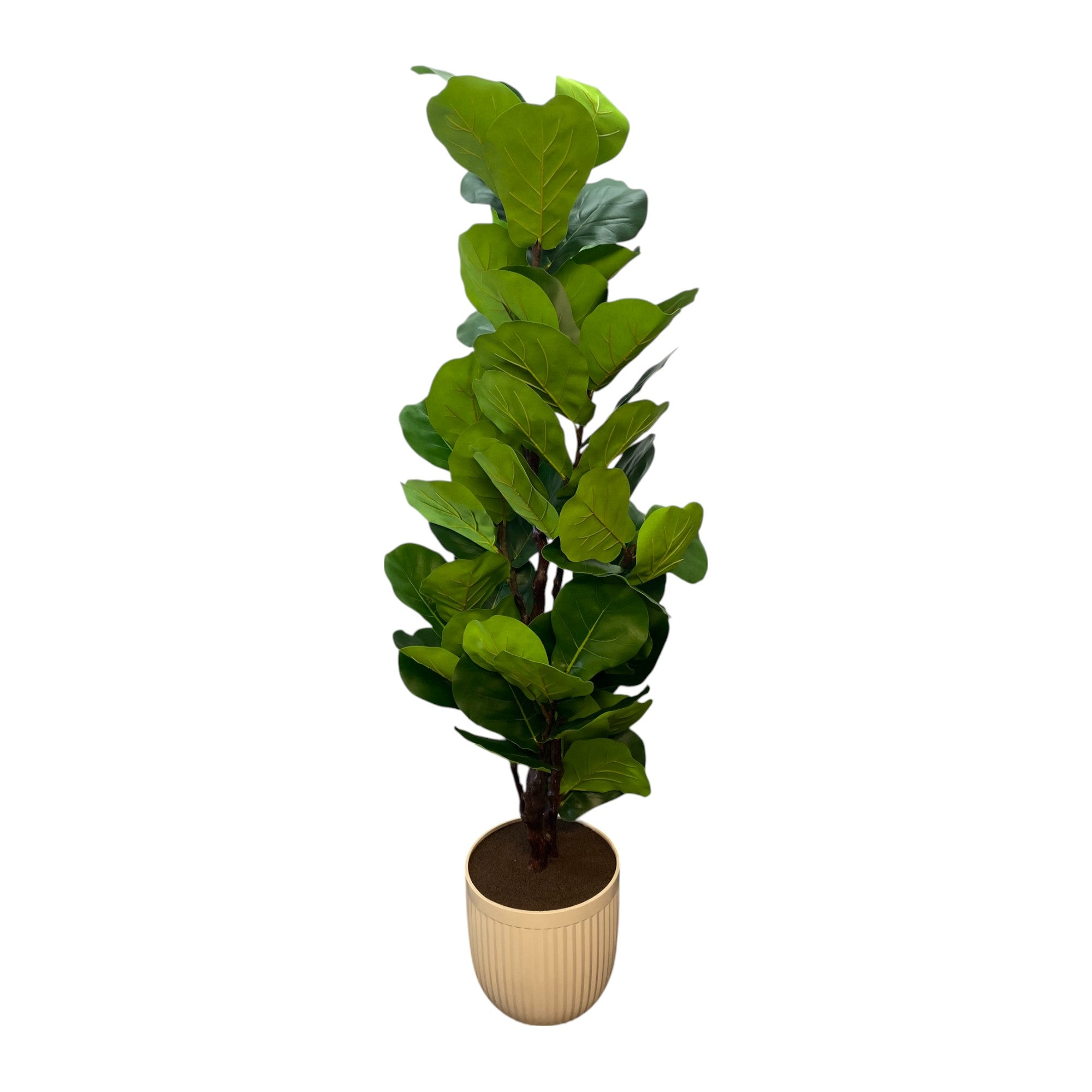Beaumont Artificial Slim Fig Tree 2M
